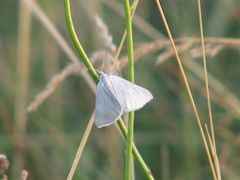 Lithostege farinata