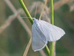 Lithostege farinata