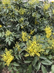 Berberis aquifolium