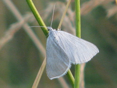 Lithostege farinata