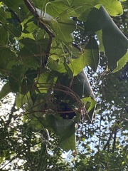 Araneus bicentenarius