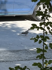 Streptopelia decaocto