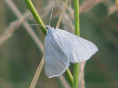 Lithostege farinata