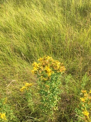 Hypericum perforatum