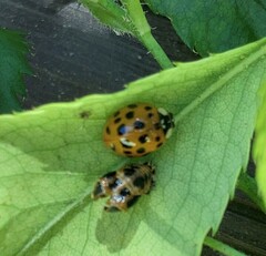 Harmonia axyridis