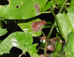 Eleutherodactylus antillensis