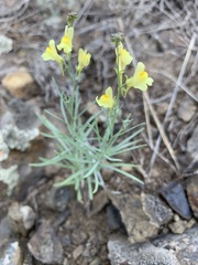Linaria uralensis