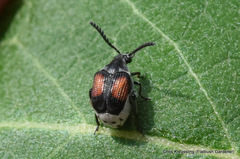 Megacerus discoidus