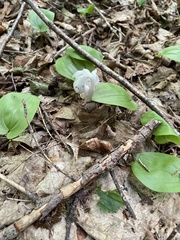 Monotropa uniflora