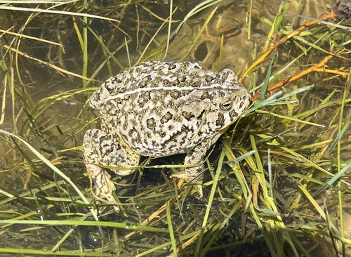 Woodhouse's Toad