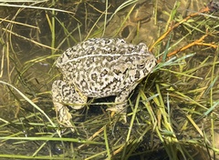 Woodhouse's Toad photo 4