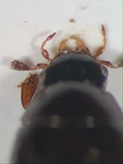 Megasternum concinnum