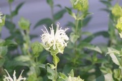 Monarda luteola