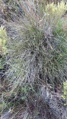 Hypodiscus willdenowia