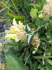 Scutellaria orientalis