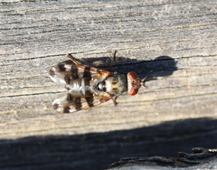 Ceroxys hortulana