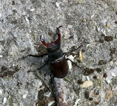 Lucanus cervus