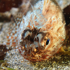 Maxillicosta scabriceps