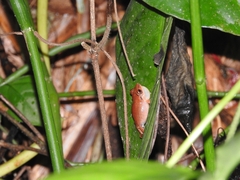 Eleutherodactylus antillensis