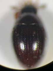 Megasternum concinnum