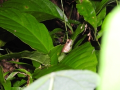 Eleutherodactylus antillensis