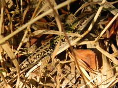 Podarcis siculus campestris