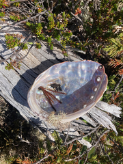 Haliotis kamtschatkana