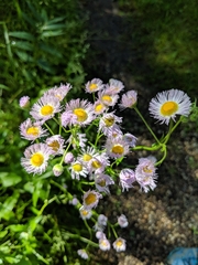 Erigeron glabellus