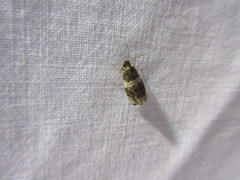 Olethreutes fasciatana