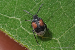 Megacerus discoidus