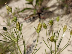 Plantago arenaria