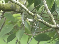 Cyanistes caeruleus