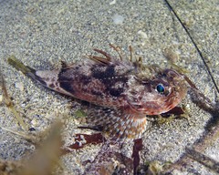 Maxillicosta scabriceps