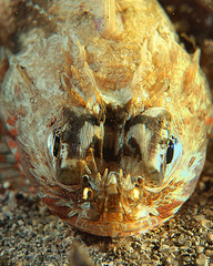 Maxillicosta scabriceps