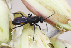 Anoplius semicinctus