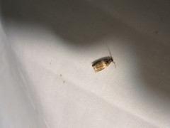 Olethreutes fasciatana