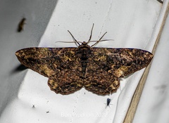 Blepharoctenucha virescens