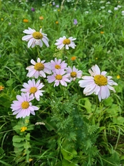 Tanacetum coccineum