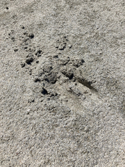 Odocoileus hemionus sitkensis