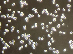 Gerhardtia
