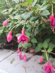 Fuchsia
