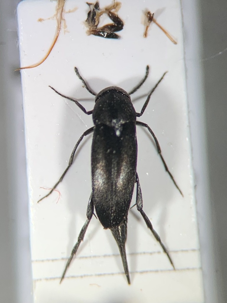 Mordellistena secreta