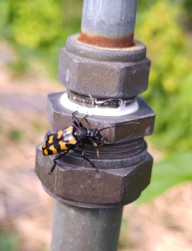 four-banded longhorn beetle, 8196 KS Welsum, Nederland, photo 7 of 10