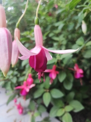 Fuchsia