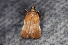 Galasa nigrinodis