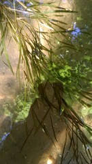 Potamogeton obtusifolius