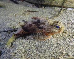 Maxillicosta scabriceps