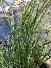 Cyperus pseudovegetus