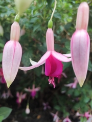 Fuchsia