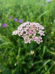 Chaerophyllum roseum